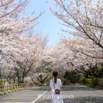 大洲市長浜町 肱川あらし展望公園の桜トンネルと駐車場の風景