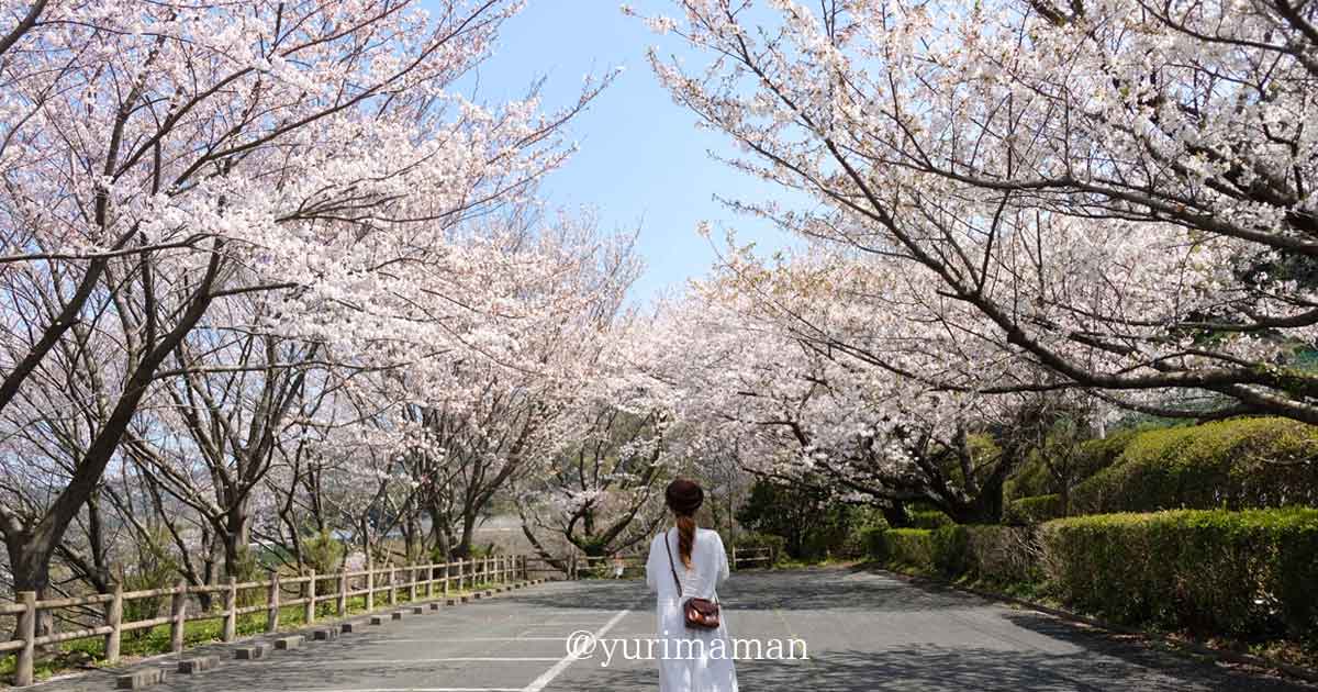 大洲市長浜町 肱川あらし展望公園の桜トンネルと駐車場の風景