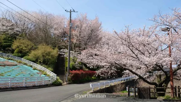 肱川あらし展望公園の桜に囲まれた遊歩道(大洲市長浜町)1 - ゆりママんブログ 肱川あらし展望公園の桜に囲まれた遊歩道(大洲市長浜町)1