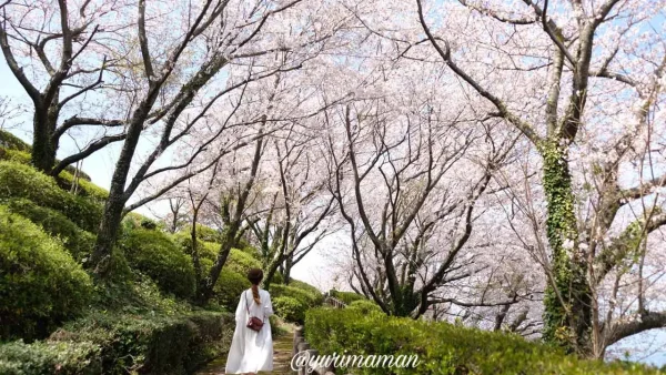 肱川あらし展望公園の桜に囲まれた遊歩道(大洲市長浜町)3 - ゆりママんブログ 肱川あらし展望公園の桜に囲まれた遊歩道(大洲市長浜町)3