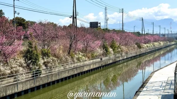 西条市 北条新田の桜並木 陽光桜の開花状況 2026年3月23日 見頃の様子 - ゆりママんブログ 西条市 北条新田の桜並木 陽光桜の開花状況 2026年3月23日 見頃の様子
