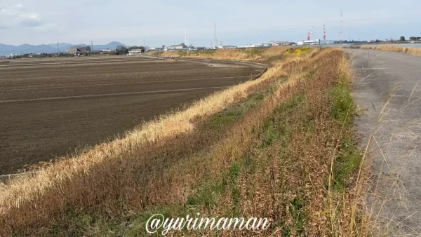 西条市中山川沿い、過去には菜の花がずらりと咲いていた場所1 - ゆりママんブログ 西条市中山川沿い、過去には菜の花がずらりと咲いていた場所1
