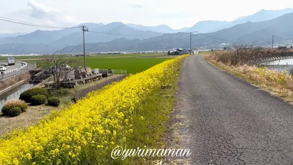 西条市禎瑞の堤防沿いに咲く菜の花 - ゆりママんブログ 西条市禎瑞の堤防沿いに咲く菜の花