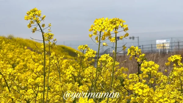 西条市禎瑞で咲く春の菜の花 - ゆりママんブログ 西条市禎瑞で咲く春の菜の花