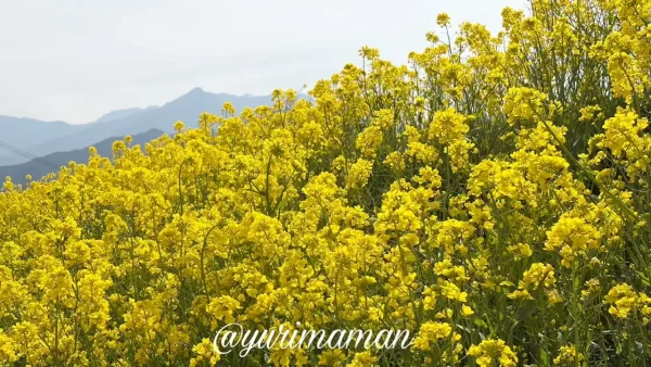 西条市禎瑞の菜の花と西条の山並み - ゆりママんブログ 西条市禎瑞の菜の花と西条の山並み
