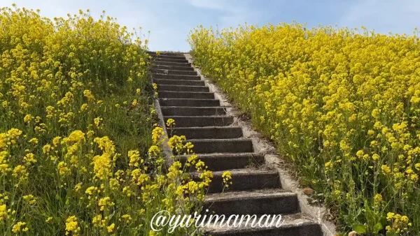 西条市禎瑞の堤防沿いに咲く菜の花1 - ゆりママんブログ 西条市禎瑞の堤防沿いに咲く菜の花1
