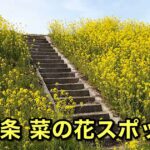 西条市禎瑞の掛樋資料記念公園周辺に咲く菜の花（2026年3月9日撮影）