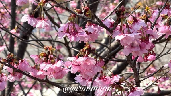 西条市 北条新田の陽光桜 7分咲きの花の様子 2026年3月23日 - ゆりママんブログ 西条市 北条新田の陽光桜 7分咲きの花の様子 2026年3月23日