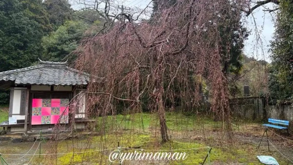 新長谷寺境内のしだれ桜(2026年3月19日・開花初期の様子) - ゆりママんブログ 新長谷寺境内のしだれ桜(2026年3月19日・開花初期の様子)