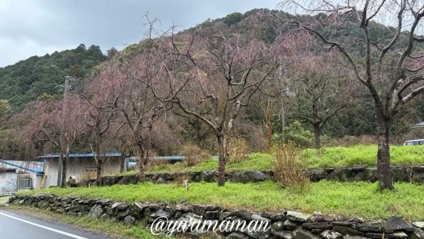新長谷寺のしだれ桜の開花状況(2026年3月19日・四国中央市)1〜2分咲きの様子 - ゆりママんブログ 新長谷寺のしだれ桜の開花状況(2026年3月19日・四国中央市)1〜2分咲きの様子