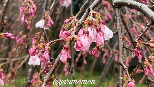 新長谷寺しだれ桜のつぼみと咲き始め(2026年3月19日・雨の中の様子) - ゆりママんブログ 新長谷寺しだれ桜のつぼみと咲き始め(2026年3月19日・雨の中の様子)