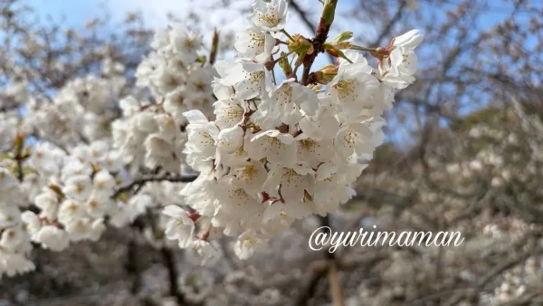 大宝寺のうば桜 つぼみと開花が混在する様子 2026年3月19日