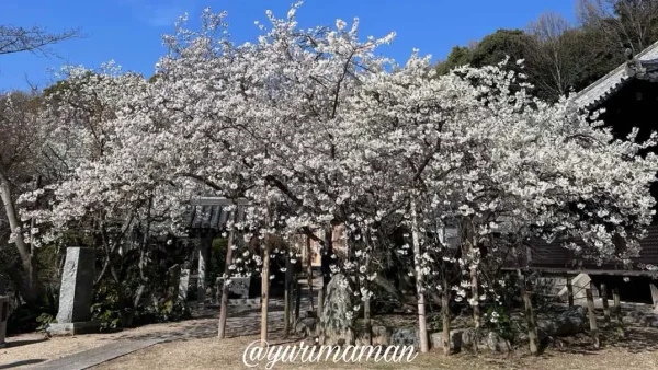 大宝寺のうば桜 満開の様子 2026年3月24日 松山市 境内