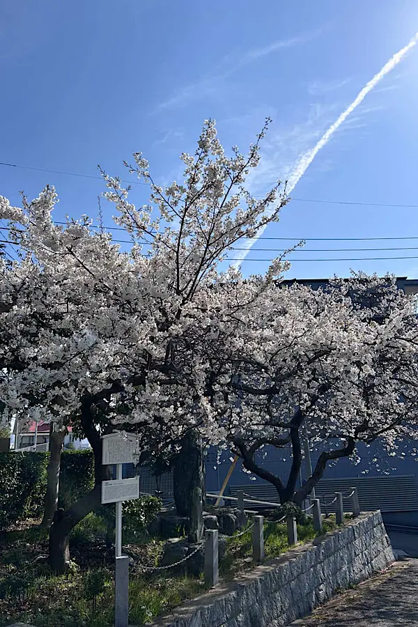 大宝寺のうば桜 満開の様子 2026年3月24日 松山市 入口付近