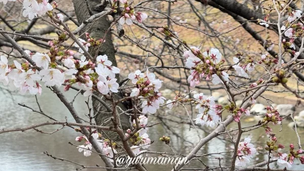赤坂泉公園のソメイヨシノ（2026年3月26日撮影）咲き始めの様子