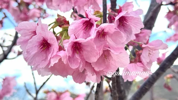 赤坂泉公園の陽光桜（2026年3月26日撮影）満開の花の様子