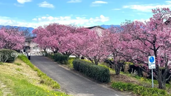 砥部町・赤坂泉公園の陽光桜（2026年3月26日撮影）満開の並木2