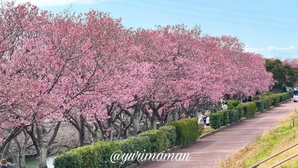 砥部町・赤坂泉公園の陽光桜（2026年3月26日撮影）満開の並木