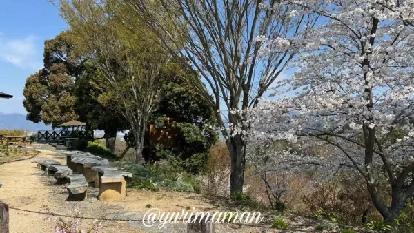 砥部町金昆羅山公園のベンチと桜