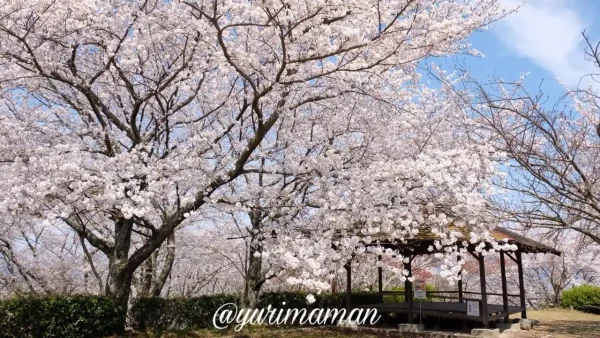 砥部町金昆羅山公園の頂上にある大きな桜の木