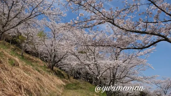 砥部町金昆羅山公園の桜と遊歩道3