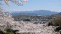 砥部町金毘羅山公園の桜と町の景色