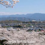 砥部町金毘羅山公園の桜と町の景色