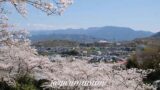 砥部町金毘羅山公園の桜と町の景色