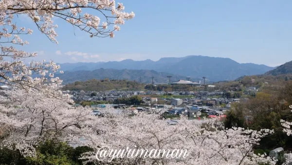 砥部町金昆羅山公園から見た桜と砥部の町並み