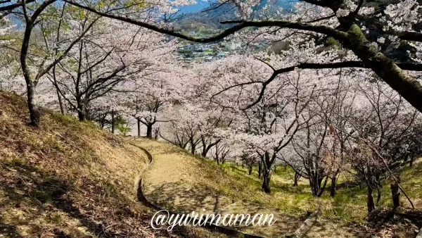 砥部町金昆羅山公園の桜と遊歩道1