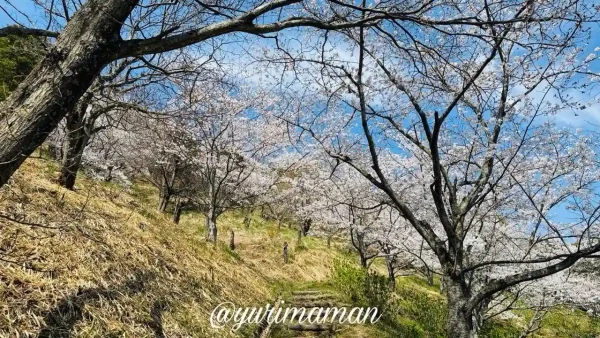 砥部町金昆羅山公園の桜と遊歩道2