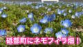 砥部町のネモフィラ畑（ゆとり公園ほか3か所）の開花状況サムネイル