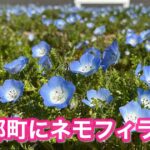 砥部町のネモフィラ畑（ゆとり公園ほか3か所）の開花状況サムネイル