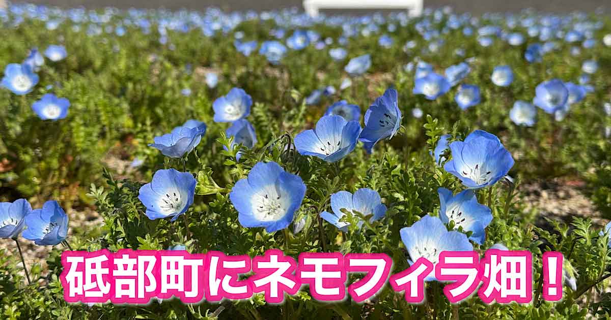砥部町のネモフィラ畑（ゆとり公園ほか3か所）の開花状況サムネイル