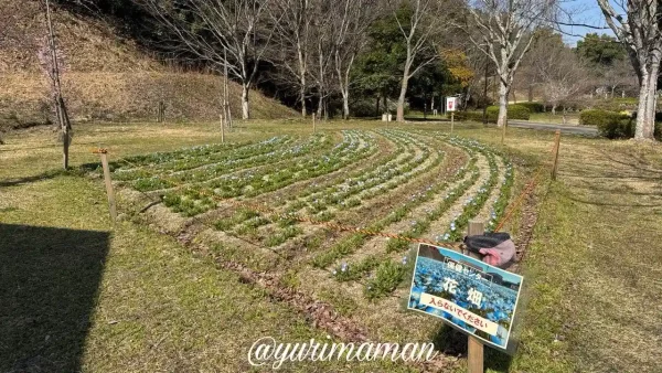 ゆとり公園あすなろ山下のネモフィラ畑の様子 - ゆりママんブログ ゆとり公園あすなろ山下のネモフィラ畑の様子
