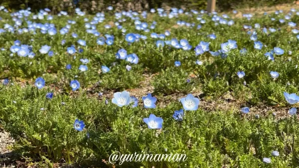 ゆとり公園あすなろ山下のネモフィラ畑の様子2 - ゆりママんブログ ゆとり公園あすなろ山下のネモフィラ畑の様子2
