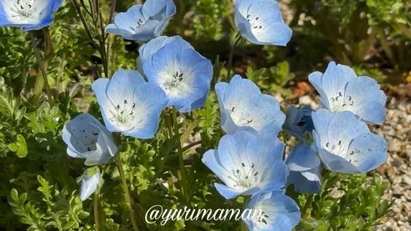 咲き始めのネモフィラの花(2026年3月・砥部町) - ゆりママんブログ 咲き始めのネモフィラの花(2026年3月・砥部町)