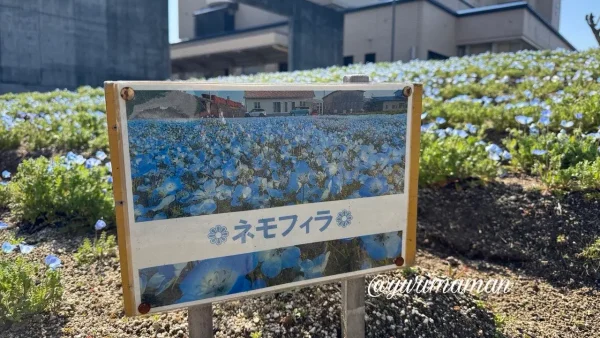 砥部町のネモフィラ畑の看板(役場横) - ゆりママんブログ 砥部町のネモフィラ畑の看板(役場横)