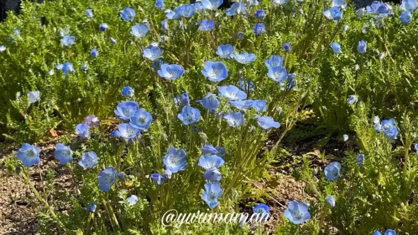陶街道ゆとり公園体育館前のネモフィラ畑の開花状況2 - ゆりママんブログ 陶街道ゆとり公園体育館前のネモフィラ畑の開花状況2