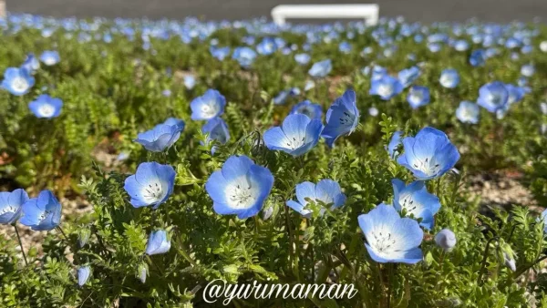 砥部町役場横のネモフィラ畑の開花状況1 - ゆりママんブログ 砥部町役場横のネモフィラ畑の開花状況1