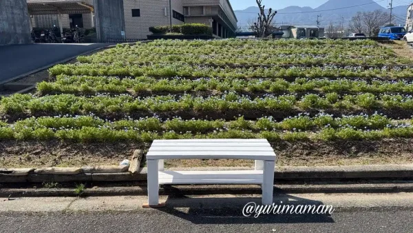 砥部町役場横のネモフィラ畑の開花状況(2026年3月・咲き始め)2 - ゆりママんブログ 砥部町役場横のネモフィラ畑の開花状況(2026年3月・咲き始め)2