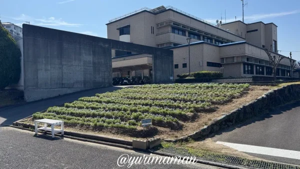 砥部町役場横のネモフィラ畑の開花状況(2026年3月・咲き始め) - ゆりママんブログ 砥部町役場横のネモフィラ畑の開花状況(2026年3月・咲き始め)