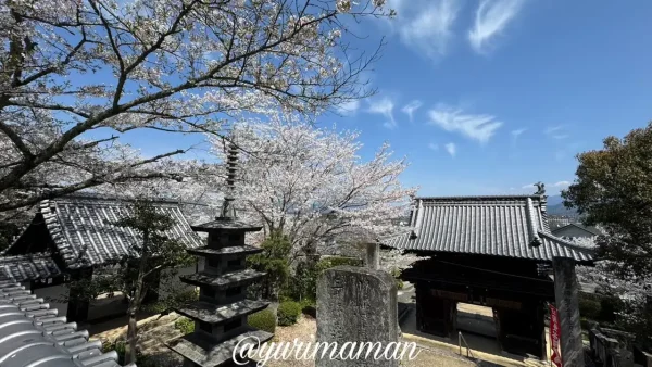 砥部町金昆羅山公園隣にある「理正院」と桜