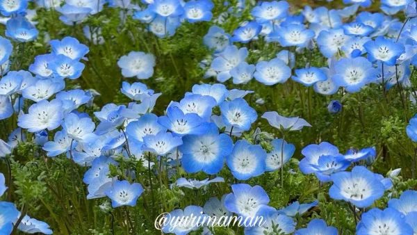 ゆとり公園のネモフィラ畑（砥部町・見頃）