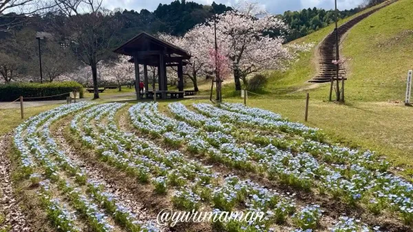 ゆとり公園のネモフィラと桜が同時に楽しめる春の風景（砥部町・見頃）1