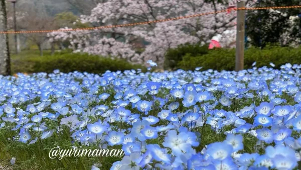 ゆとり公園のネモフィラと桜が同時に楽しめる春の風景（砥部町・見頃）2
