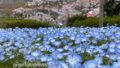 砥部町ゆとり公園のネモフィラと桜が満開の春の風景（2026年3月31日）