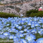 砥部町ゆとり公園のネモフィラと桜が満開の春の風景（2026年3月31日）
