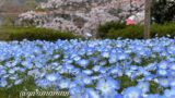 砥部町ゆとり公園のネモフィラと桜が満開の春の風景（2026年3月31日）