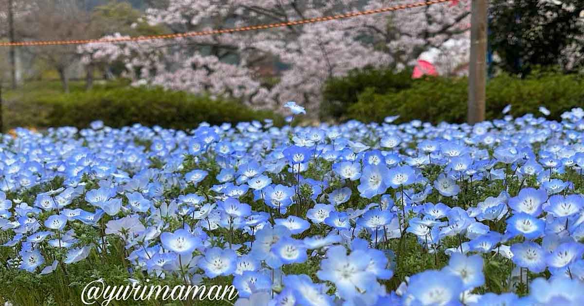 砥部町ゆとり公園のネモフィラと桜が満開の春の風景（2026年3月31日）